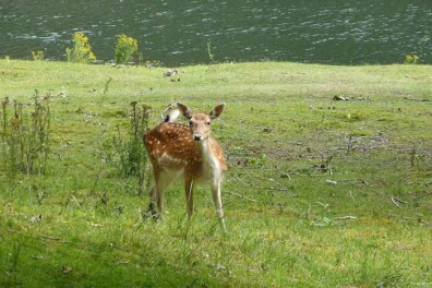 Wandeling van de maand: Aerdenhout