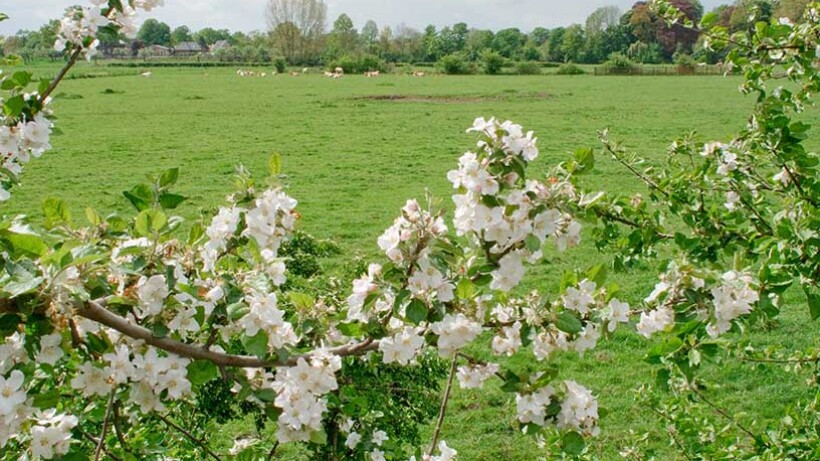 Wandeling van de maand: Geldermalsen