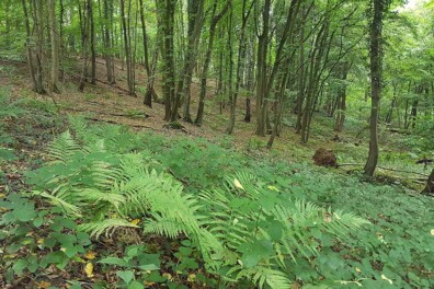 Wandeling van de maand: Sint Geertruid