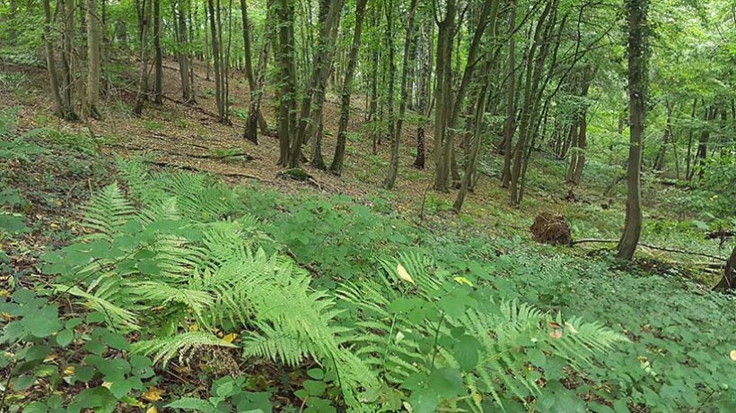 Wandeling van de maand: Sint Geertruid