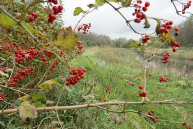 Wandeling van de maand: Zeewolde