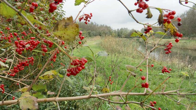 Wandeling van de maand: Zeewolde