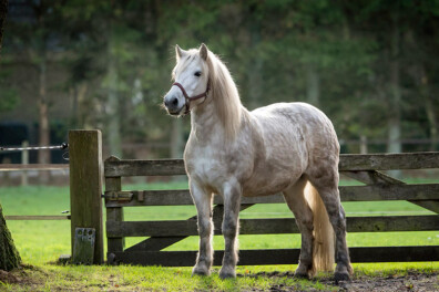 Highland Pony