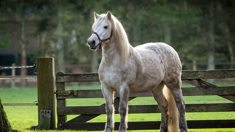 Highland Pony