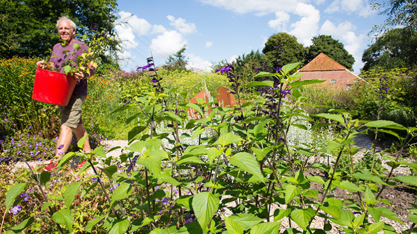 6 mooiste salvia’s