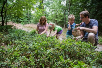 Tips voor bosbessen plukken