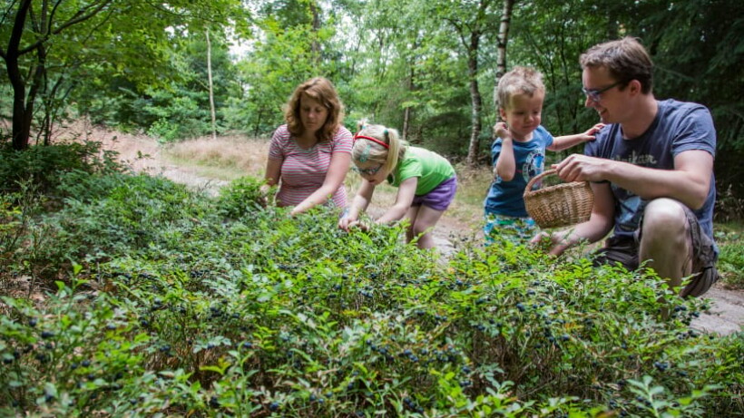 Tips voor bosbessen plukken