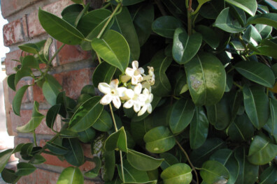 Groene vrucht in de stephanotis