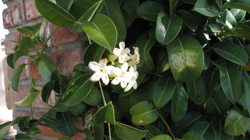 Groene vrucht in de stephanotis