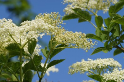 Vlierbloesems plukken