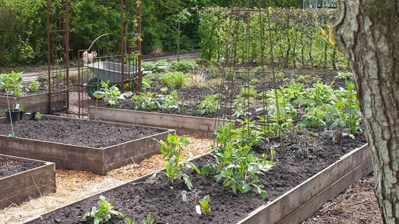 Aanlegtips voor mooie moestuin