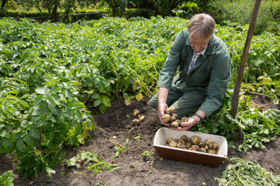 Tips voor aardappels telen