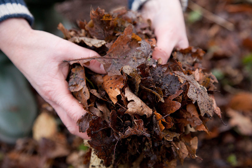 Handvol herfstbladeren om bladcompost van te maken.