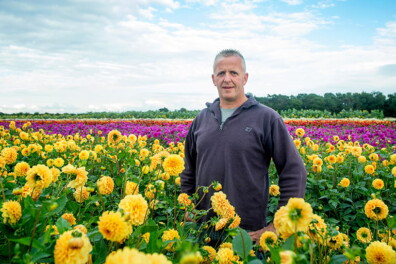 Vrijwilligers druk met dahlia’s bloemencorso’s