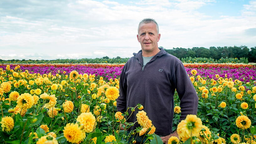 Vrijwilligers druk met dahlia’s bloemencorso’s