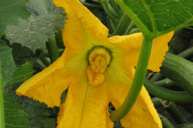 Courgettes in zoetzuur