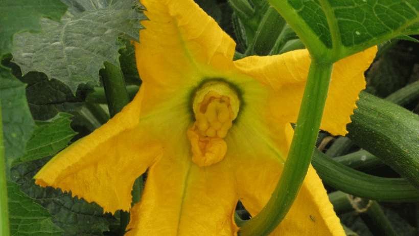 Courgettes in zoetzuur