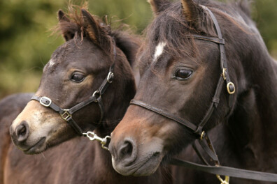 Dartmoor-pony