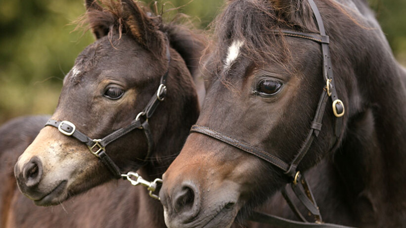 Dartmoor-pony