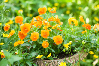 Waar koop je eetbare bloemen als je geen tuin hebt?