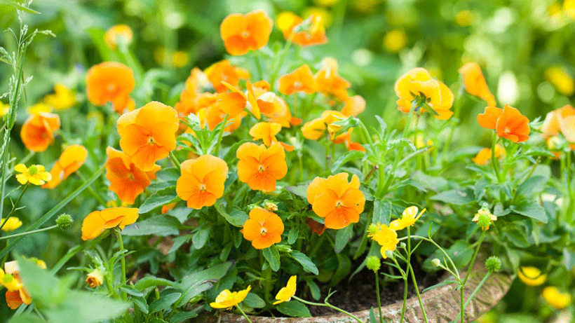 Waar koop je eetbare bloemen als je geen tuin hebt?