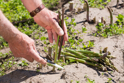 Groene asperges in de moestuin