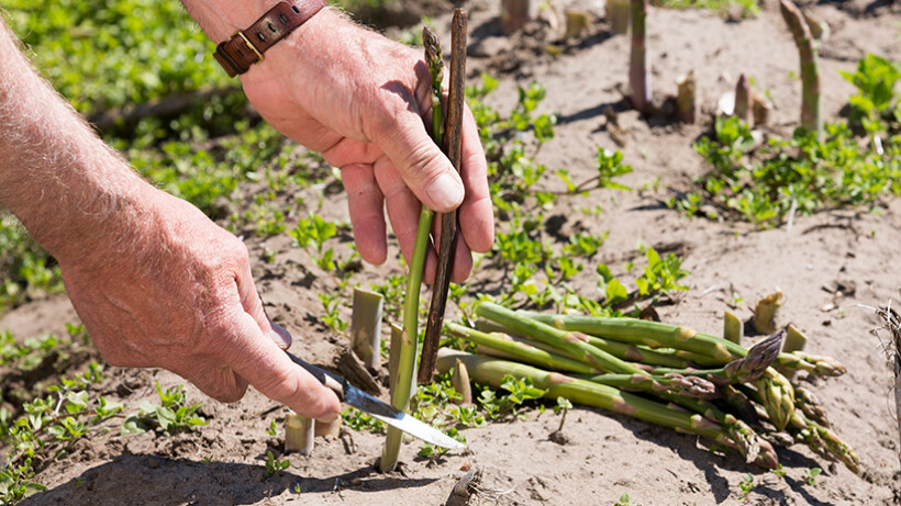 Groene asperges in de moestuin