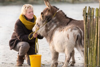 Onthaasten met mini-ezels