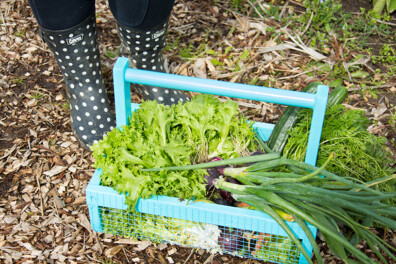 Oogstmand: een handig hulpje in de tuin