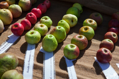 Plant een oud fruitras