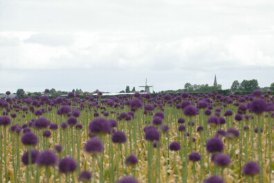 Zoektocht naar de perfecte sierui