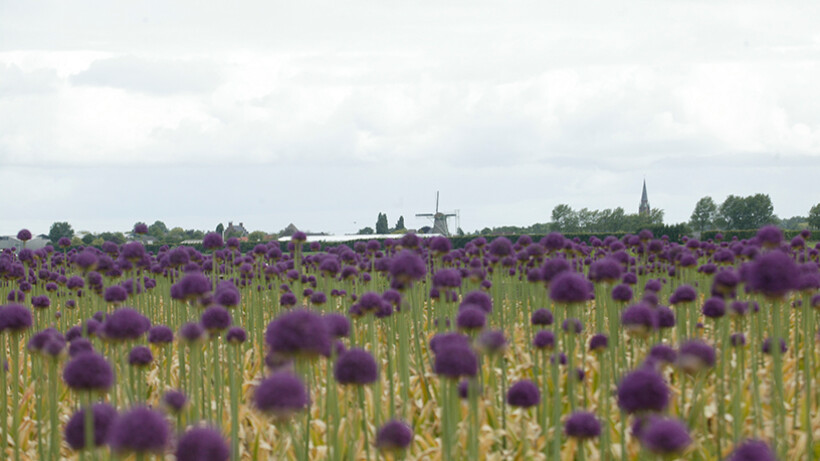 Zoektocht naar de perfecte sierui