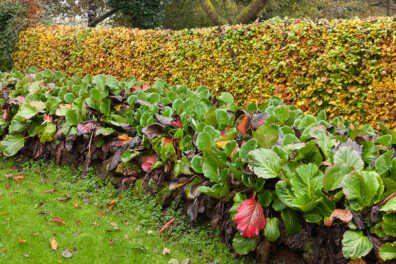 Tuintips voor december