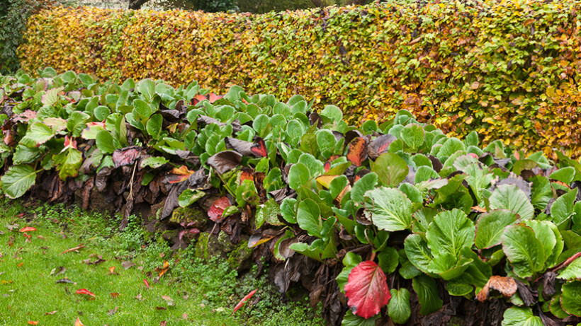 Tuintips voor december