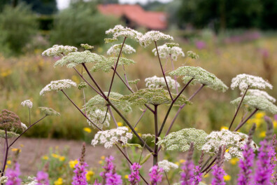 Aanleg wildebloementuin