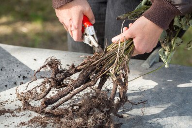 Vermeerder vaste planten met wortelstek