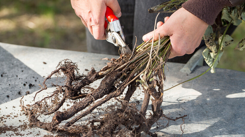 Vermeerder vaste planten met wortelstek