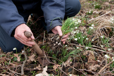 Tuintips voor februari