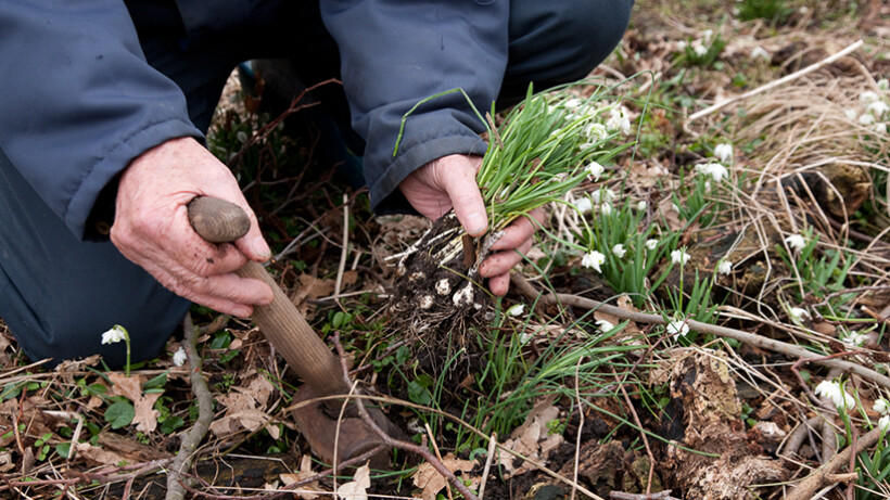 Tuintips voor februari