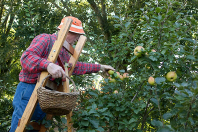 Bestuivingstabel appels