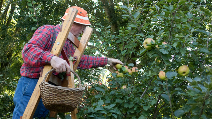 Bestuivingstabel appels