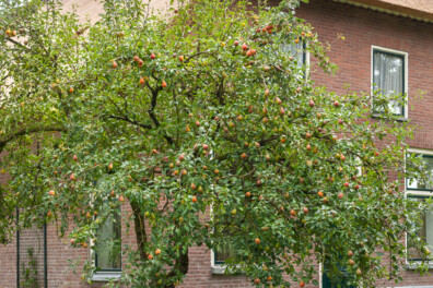 Aantastingen bij fruitbomen