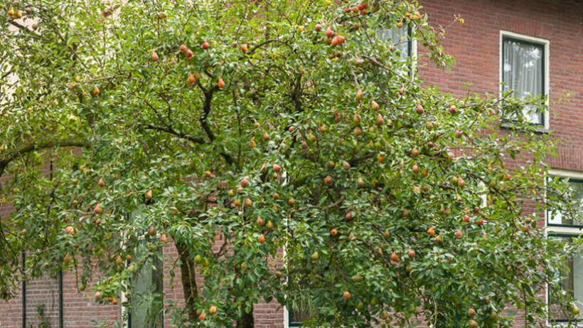 Aantastingen bij fruitbomen