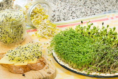 Kiemgroente kweken in de keuken