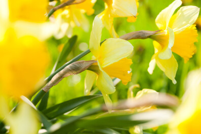 3 favoriete narcissen van Hein Meeuwissen