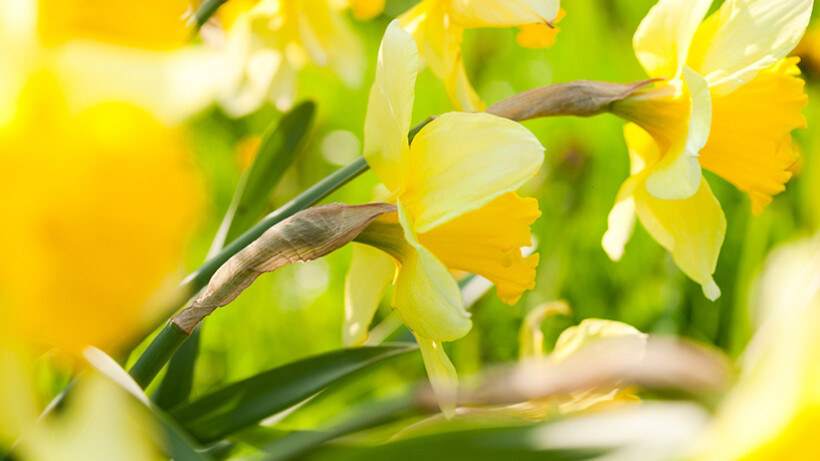 3 favoriete narcissen van Hein Meeuwissen