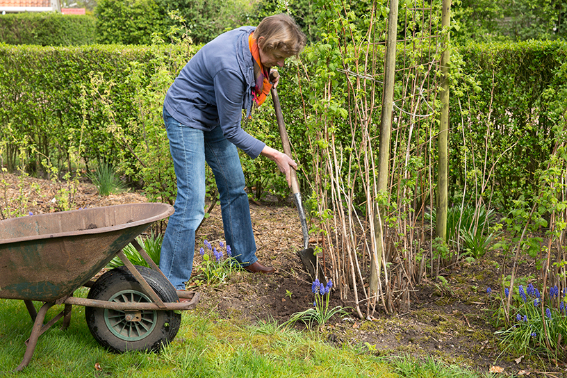 Vrouw schept compost bij fruitstruiken.