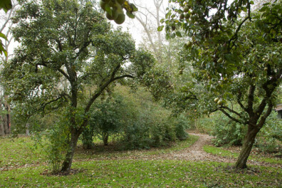 Aantastingen bij perenbomen