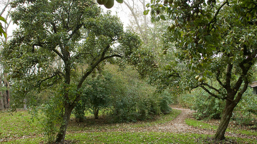 Aantastingen bij perenbomen