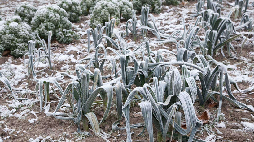 Tuintips voor januari